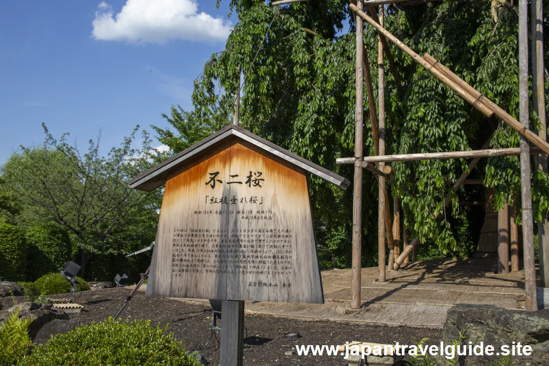 東寺(3)