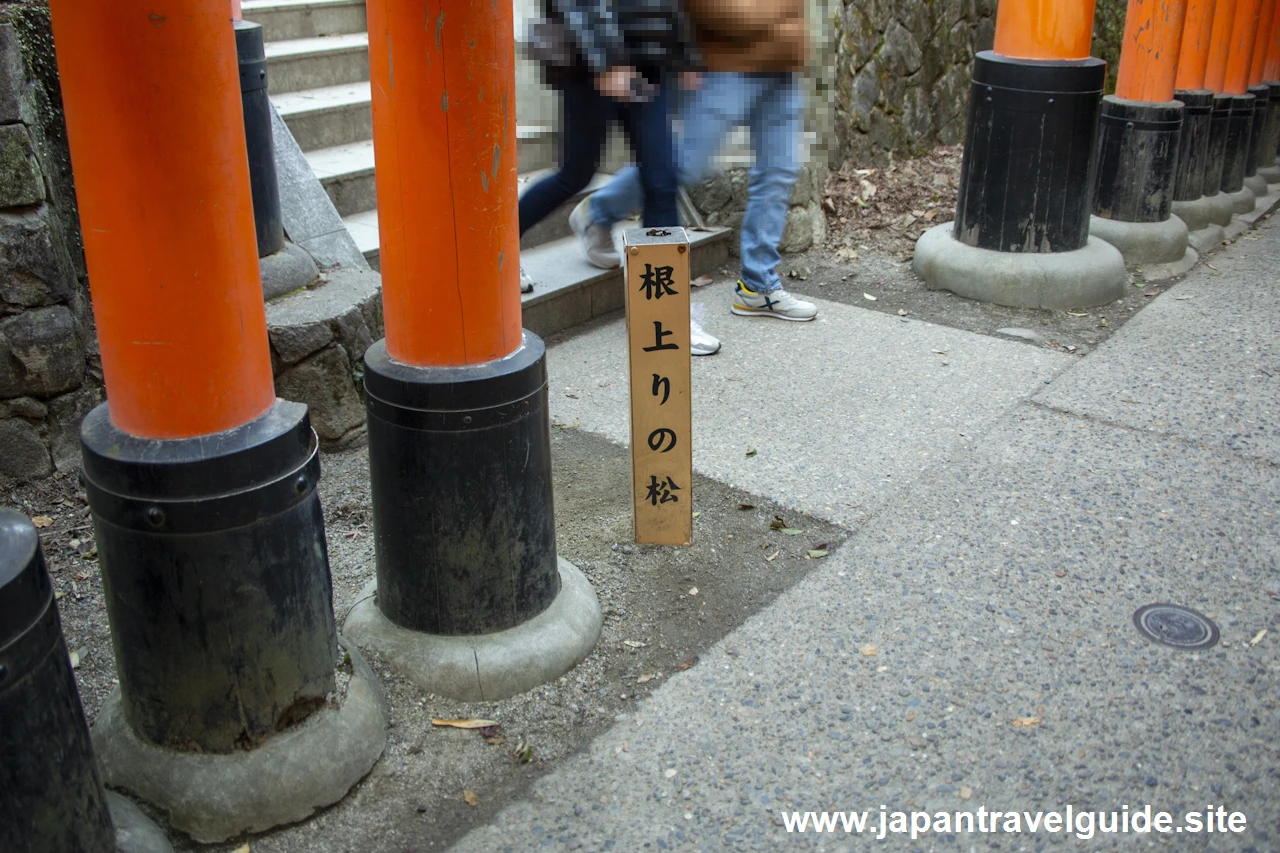 根上がりの松：伏見稲荷大社の見どころ(1)