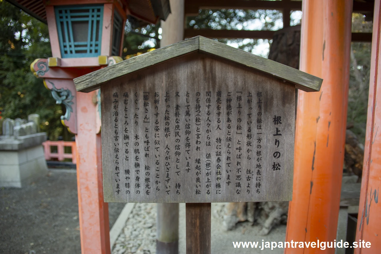 根上がりの松：伏見稲荷大社の見どころ(6)