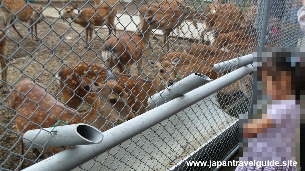 鹿苑(小鹿公開)：奈良公園の見どころ(10)
