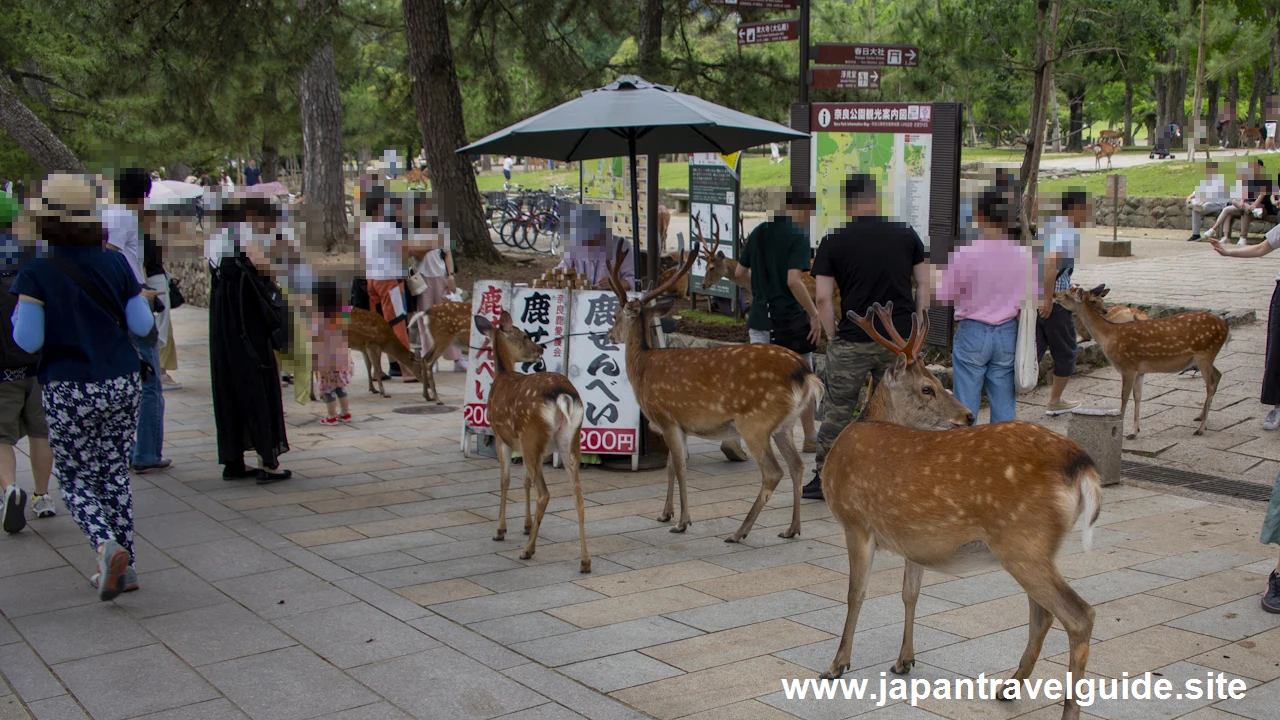 奈良公園の鹿：奈良公園の見どころ(6)