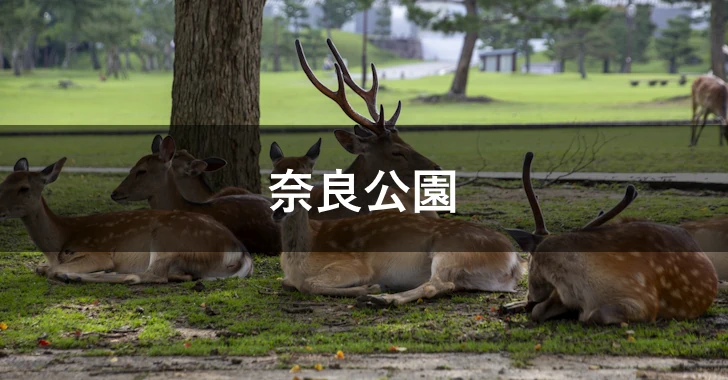 奈良公園(0)