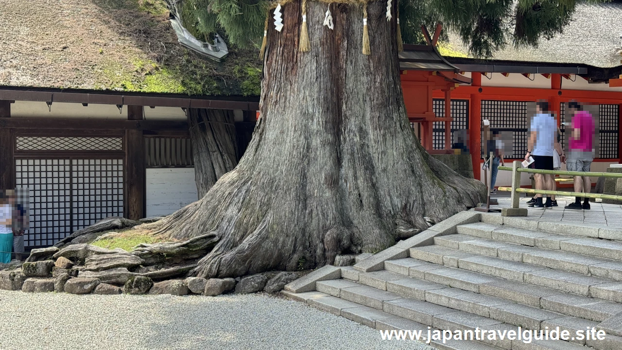 社頭の大杉：春日大社の見どころ(2)