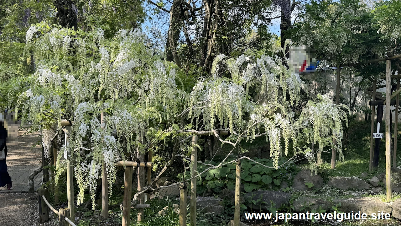 萬葉植物園：春日大社の見どころ(2)