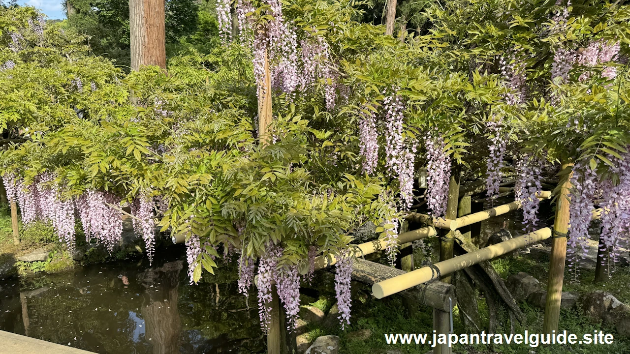 萬葉植物園：春日大社の見どころ(3)