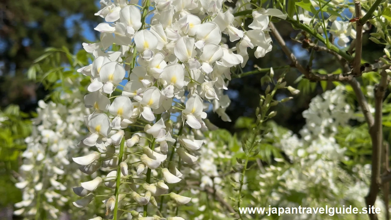 萬葉植物園：春日大社の見どころ(4)