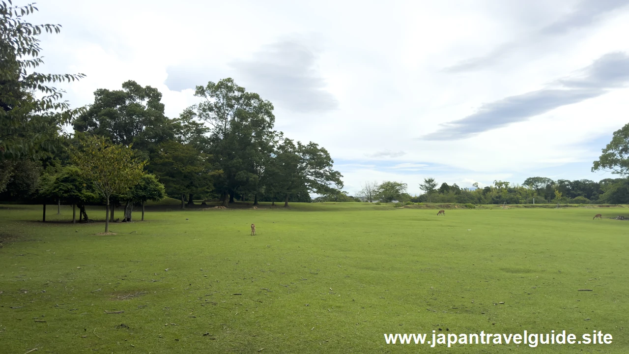 飛火野：春日大社の見どころ(2)