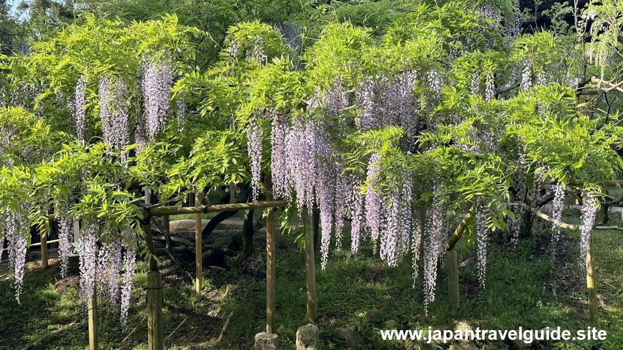 萬葉植物園の藤の園(40)