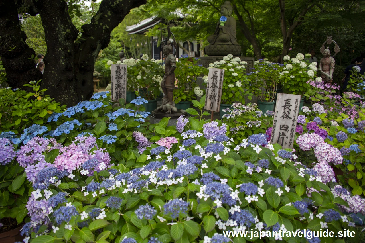 鎌倉 長谷寺(18)
