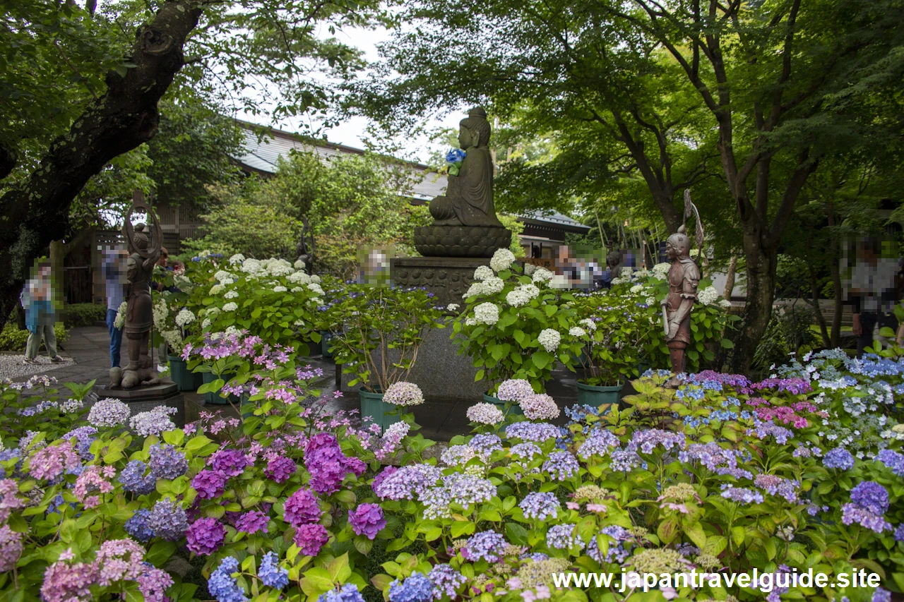 鎌倉 長谷寺(21)