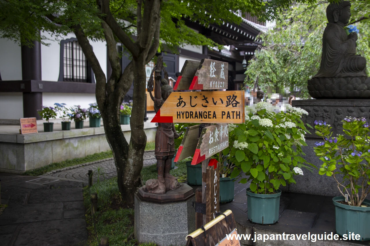 あじさい路(1)
