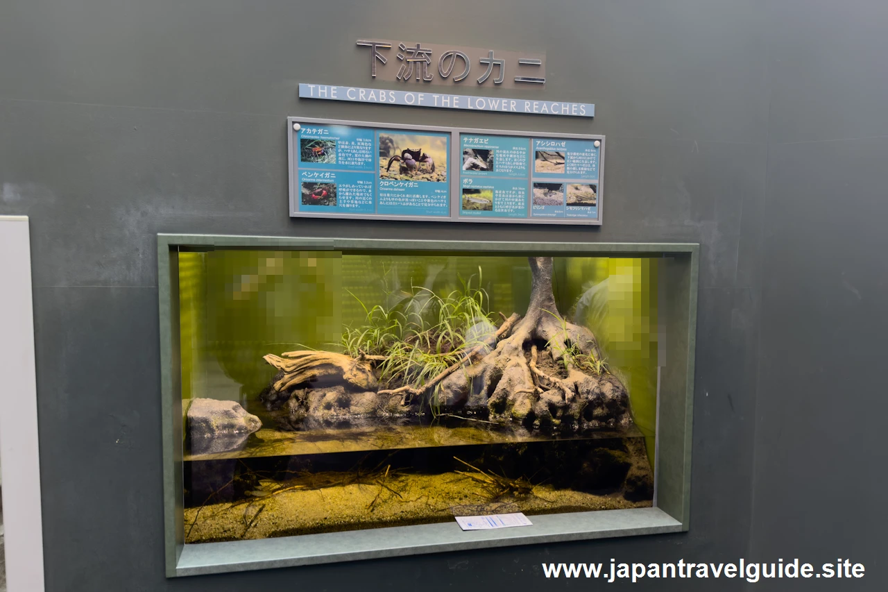 クロベンケイガニやアカテガニ：長良川下流エリア：アクア・トトぎふの見どころ(1)