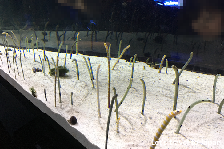 Sumida Aquarium(5)