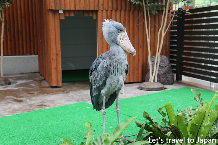 掛川花鳥園(4)