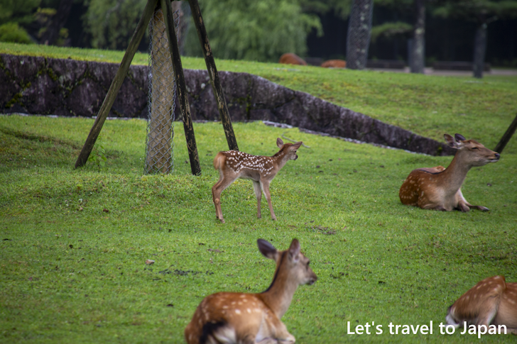 奈良公園の鹿：奈良公園の見どころ(9)