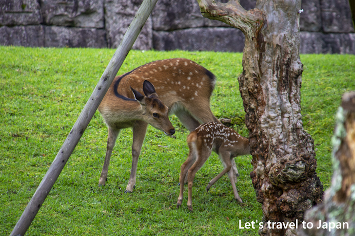 奈良公園の鹿：奈良公園の見どころ(10)