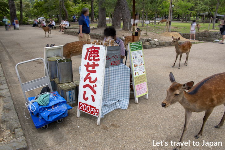 奈良公園の鹿：奈良公園の見どころ(11)