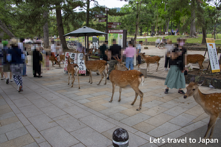 奈良公園の鹿：奈良公園の見どころ(12)
