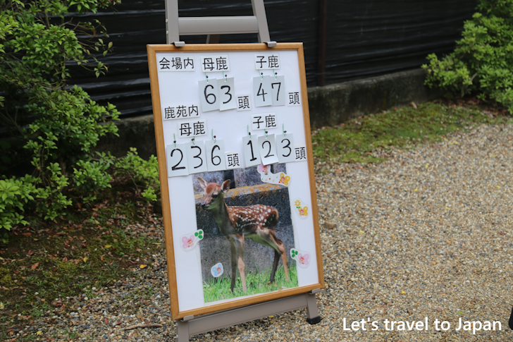 小鹿公開：奈良公園の見どころ(13)