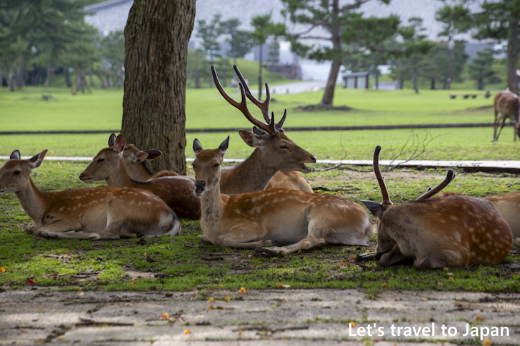 奈良公園の鹿：奈良公園の見どころ(2)