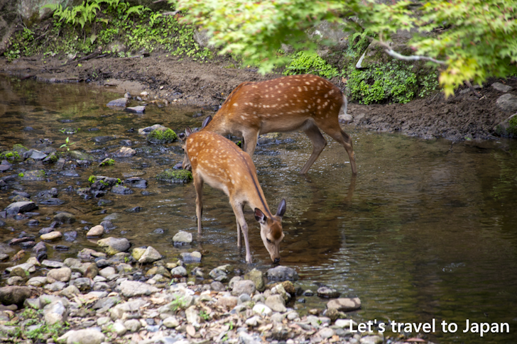奈良公園の鹿：奈良公園の見どころ(4)