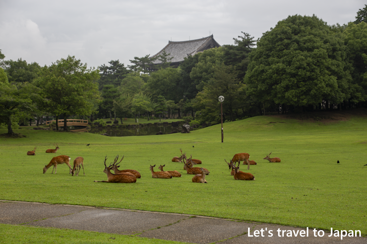 奈良公園の鹿：奈良公園の見どころ(5)