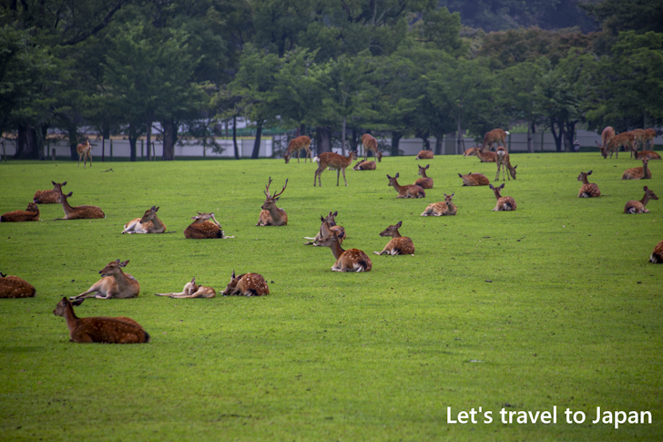 奈良公園の鹿：奈良公園の見どころ(6)