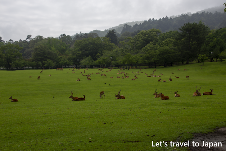 奈良公園の鹿：奈良公園の見どころ(7)