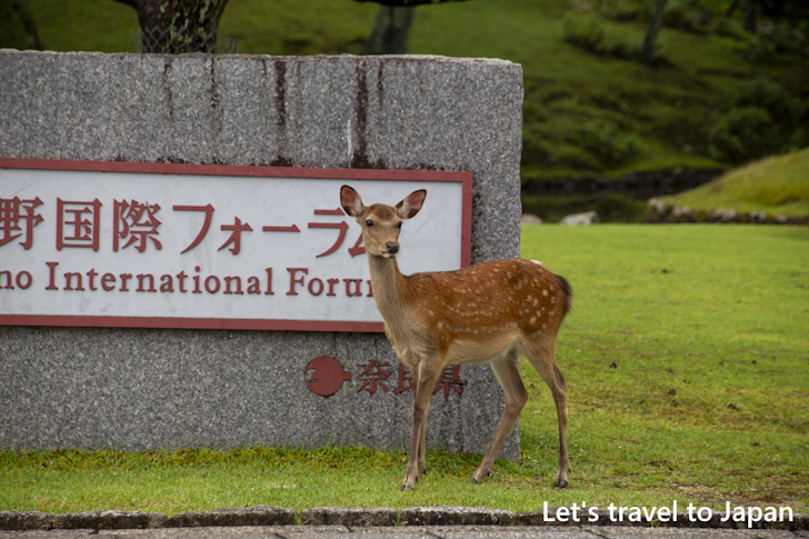 奈良公園の鹿：奈良公園の見どころ(8)