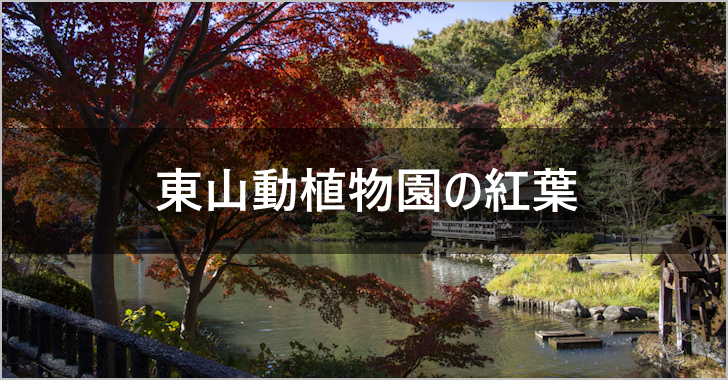 東山動植物園の紅葉(0)