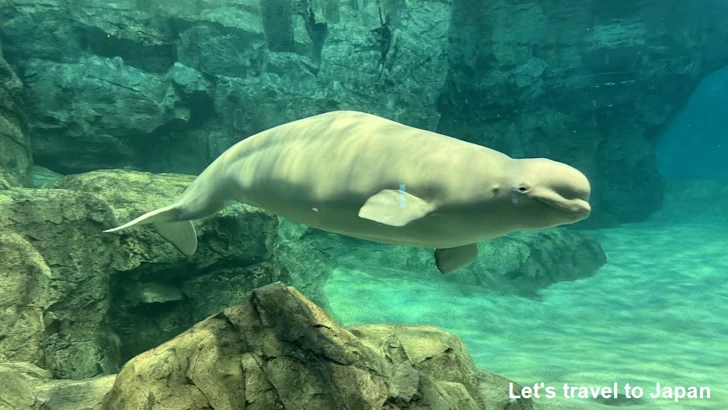 名古屋港水族館北館：名古屋港水族館の見どころ(10)