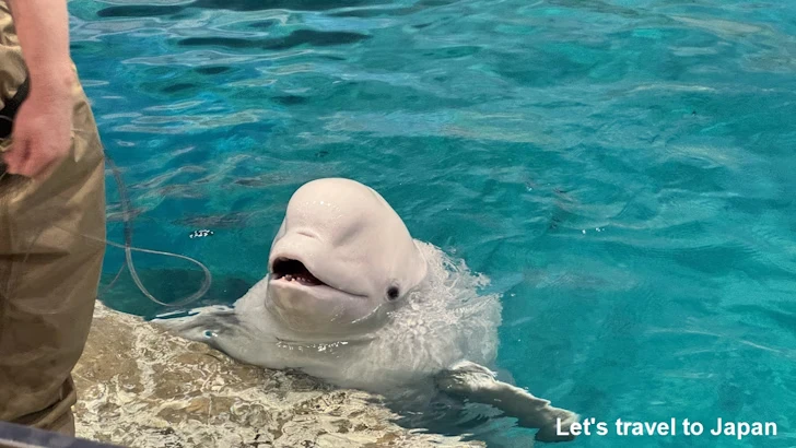 名古屋港水族館北館：名古屋港水族館の見どころ(14)