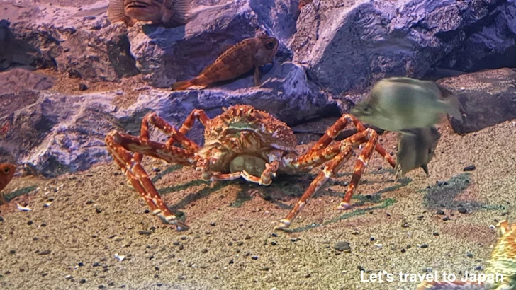 名古屋港水族館南館：名古屋港水族館の見どころ(3)