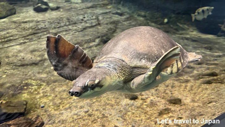 名古屋港水族館南館：名古屋港水族館の見どころ(8)