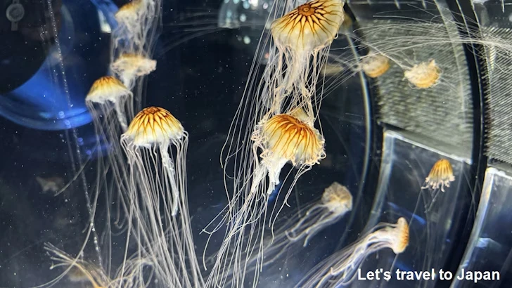 名古屋港水族館南館：名古屋港水族館の見どころ(11)