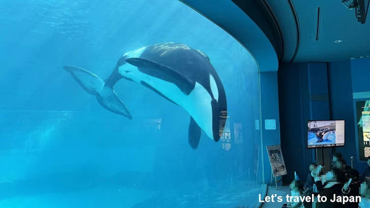 名古屋港水族館北館：名古屋港水族館の見どころ(7)