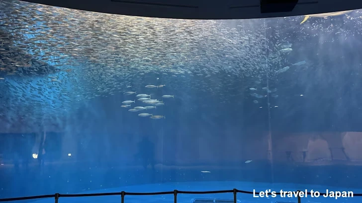 日本の海エリア：名古屋港水族館南館の見どころ(4)