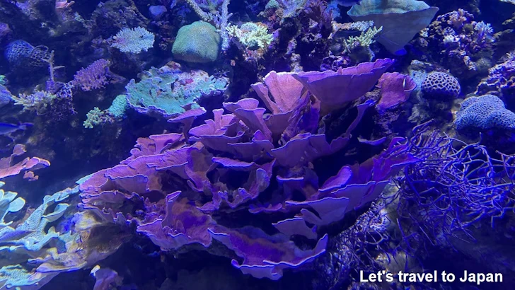 赤道の海２エリア：名古屋港水族館南館の見どころ(11)