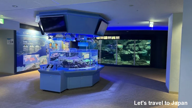 赤道の海２エリア：名古屋港水族館南館の見どころ(12)