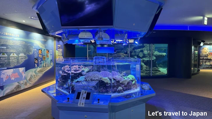 赤道の海２エリア：名古屋港水族館南館の見どころ(13)