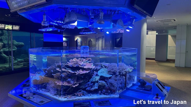 赤道の海２エリア：名古屋港水族館南館の見どころ(14)