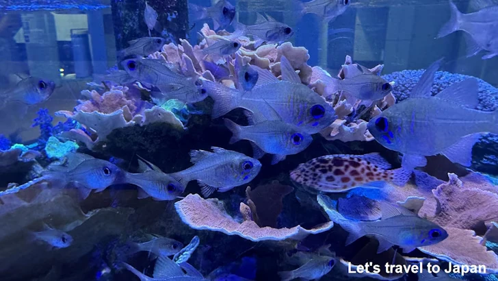 赤道の海２エリア：名古屋港水族館南館の見どころ(15)
