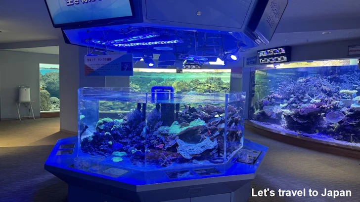 赤道の海２エリア：名古屋港水族館南館の見どころ(16)