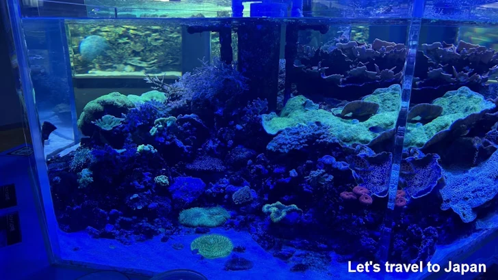 赤道の海２エリア：名古屋港水族館南館の見どころ(17)