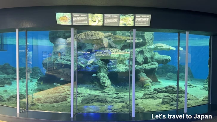 赤道の海２エリア：名古屋港水族館南館の見どころ(18)