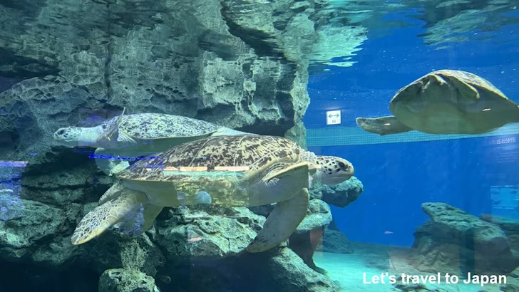 赤道の海２エリア：名古屋港水族館南館の見どころ(19)