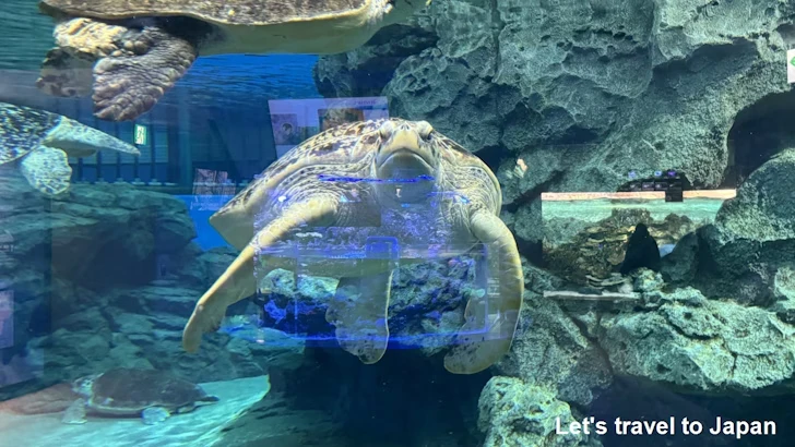赤道の海２エリア：名古屋港水族館南館の見どころ(20)