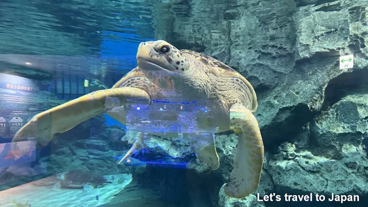 赤道の海２エリア：名古屋港水族館南館の見どころ(21)