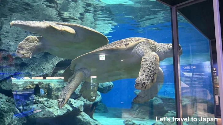 赤道の海２エリア：名古屋港水族館南館の見どころ(22)