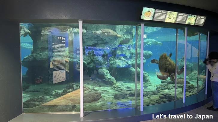 赤道の海２エリア：名古屋港水族館南館の見どころ(23)